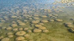 Fa 3500 milions d’anys