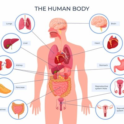 Timeline: Organ Transplant Evolution