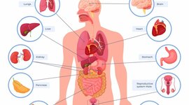 Timeline: Organ Transplant Evolution