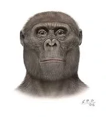 Parantrhopus Aetiopicus