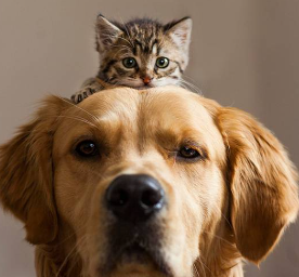 criação de adão e eva segundo a tradição judaica