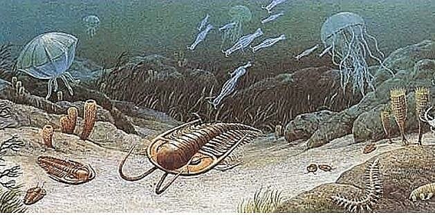 600 MILLONES DE AÑOS, ANIMALES SIMPLES