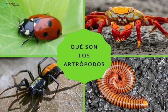 570 MILLONES DE AÑOS DE ATRÓPODOS