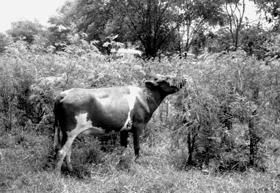 (Teoría neoclacica) Ganaderos en la zona costera