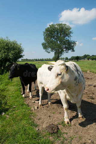 Toro en mundo de ganaderia