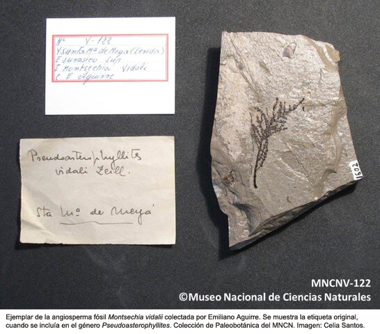 130 MILLONES DE AÑOS, FLORES