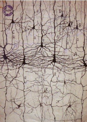 Ramón y Cajal y sus contemporáneos