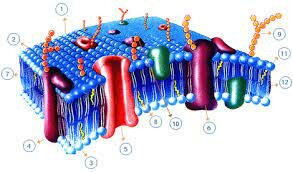 John Carew Eccles (1903-1997), Alan Lloyd Hodgkin (1914-1998) y Andrew Fielding Huxley