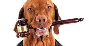 Ley de crueldad con los animales