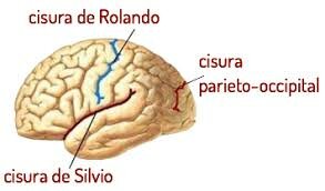 Operación del cerebro un paciente con epilepsia