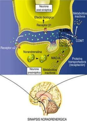 Ulf von Euler (1905-1983) y Julius Axelrod (1912-2004)