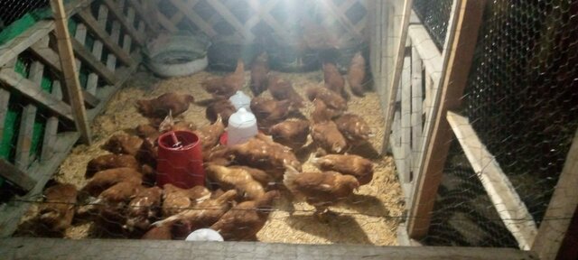 Implementación de núcleos productivos avícolas para mujeres del municipio de Heliconia.