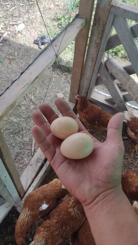 Las gallinas ponedoras