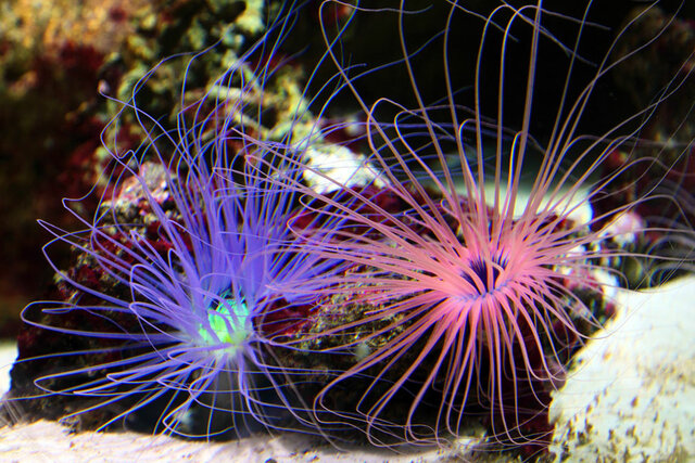 El surgimiento de sistema nervioso