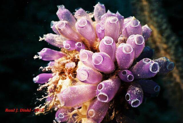 El surgimiento de la primera agrupación neuronal