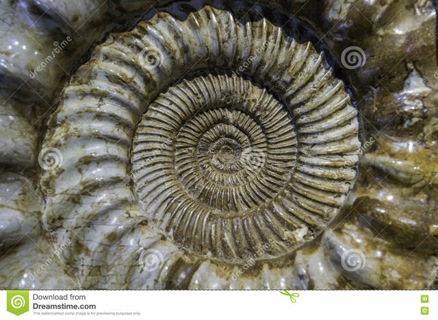 El surgimiento del primer cerebro