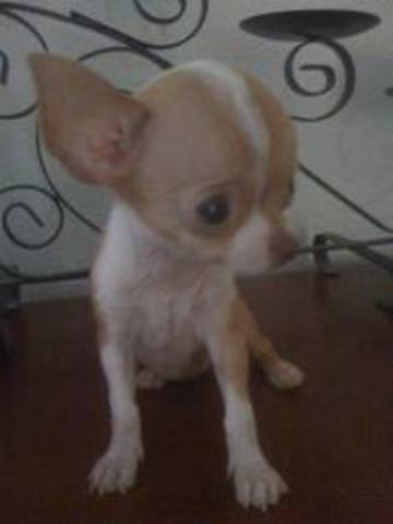 my cat Summer gave birth to her first litter we named the kittens King, Dirty , Dj.