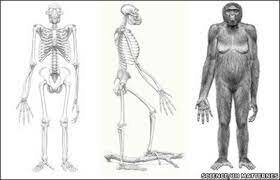 4,4 MILLONES DE AÑOS, ARDIPHITECUS