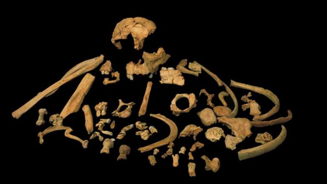 HACE 800,000 AÑOS, HOMO ANTECESOR
