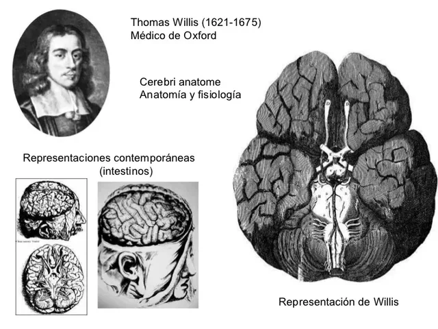 Thomas Willis publicó trabajos de formación en el campo de la neurología