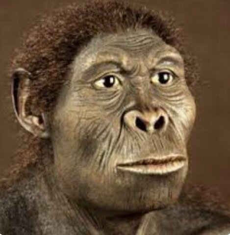 Homo Habilis (2'5Ma--1'6Ma)