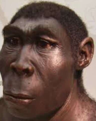 Homo Ergaster (1'9Ma--1'4Ma)