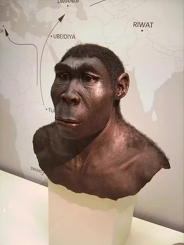 Homo ergaster