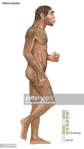 Homo hergaster (1.8 millones antes de cristo)