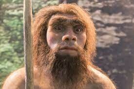 Homo neanderthalensis
