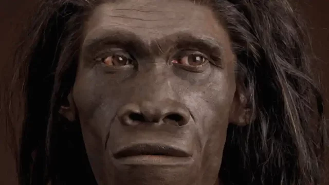 Homo erectus