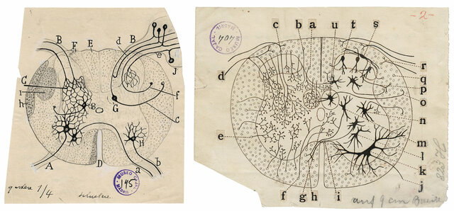 Teoria de Santiago Ramón y Cajal. Fines del S.XIX