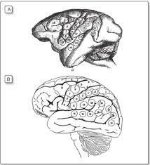 David Ferrie identifica áreas sensoriales de la corteza