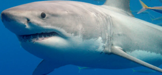 U.S.S Indianapolis is sunk by a sub leading to the worst shark attack in history