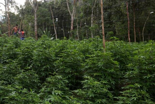 Cultivos de uso ilícito