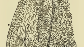 Timeline: Bases Históricas de Embriología Vegetal