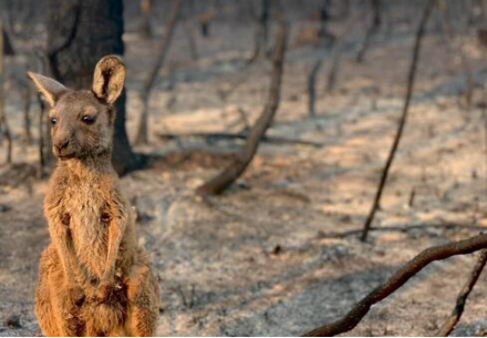 Incendio Forestal en Australia