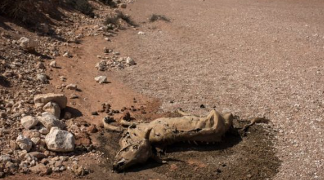 Sequía en Somalia