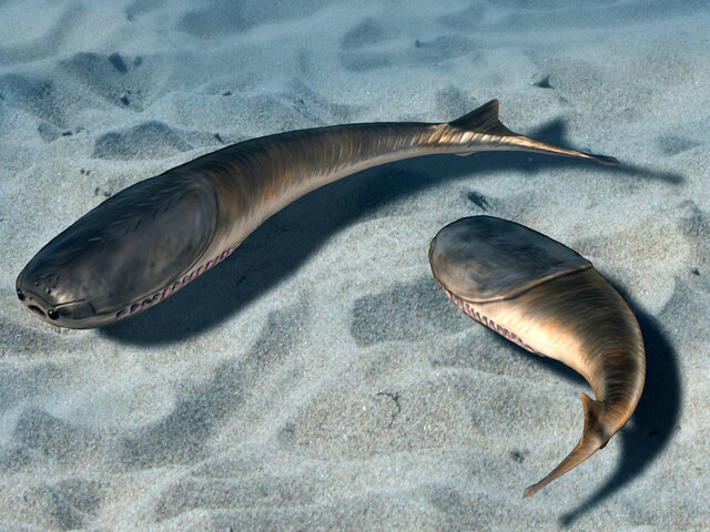 APARICIÓ DELS PRIMERS ESSSERS VIUS VERTEBRATS