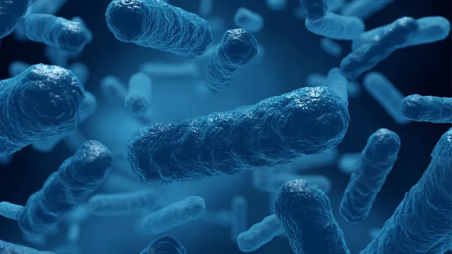 APARICIÓ MITOCONDRITS