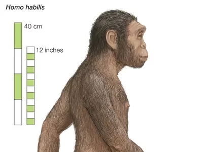 Homo habilis (hace 2,5 Ma)