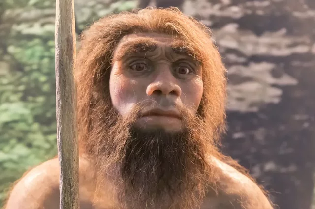 HOMO NEANDERTHALENSIS