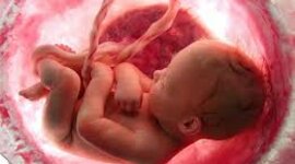 Timeline: DESARROLLO FETAL 2.0