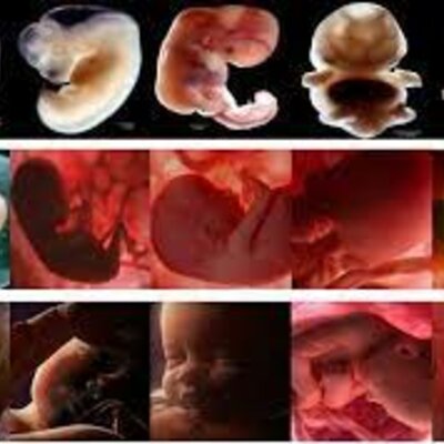 Timeline: Evolución del ser Humano