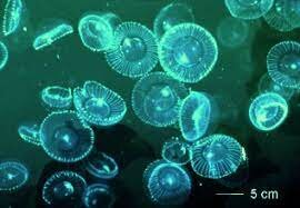 The cloning of GFP