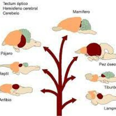 Timeline: Desarrollo Filogenético del sistema Nervioso