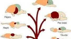 Timeline: Desarrollo Filogenético del sistema Nervioso