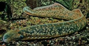 Primeros Hiperoartios