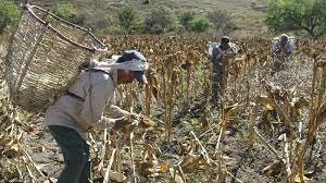 Mexico era un pais de campesinos.
