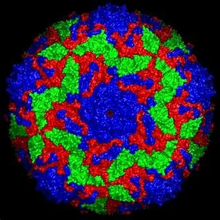 Atoms of a virus seen