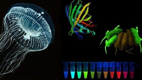 Green fluorescent protein discovered